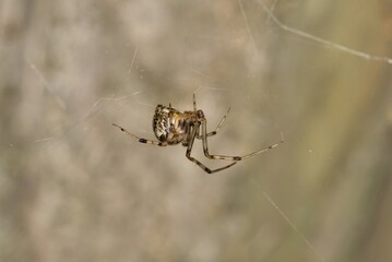 Brown Widow Spider Latrodectus geometricus arachnid web nature pest control.