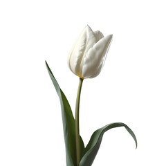 TRANSPARENT PNG ULTRA HD 8K A clear picture of a single white tulip, with its elegant form standing out against a tranquil, transparent background