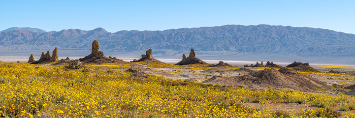 Wildflowers bloom at the Trona Pinnacles in the Panamint Valley, 1x3 Panorama.
