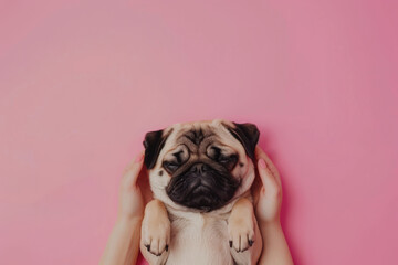 puppy dog and two hands holding it from the bottom, funny wallpaper about friendship