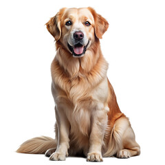 Sitting dog isolated on transparent background, png