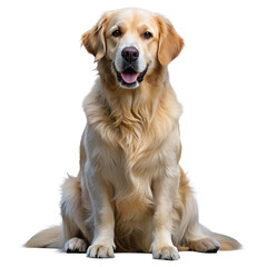 Sitting dog isolated on transparent background, png