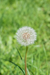 Dandelion (Taraxacum)