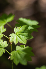 Japanese Maple (Acer japonicum)