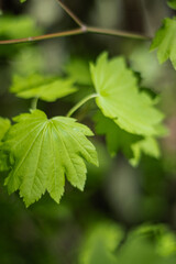 Japanese Maple (Acer japonicum)