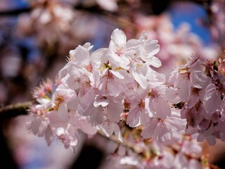 cherry tree blossom