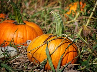 Obraz premium pumpkins on a field