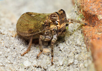 An Extreme Close-up Focus S tacked Image of a Green Leaf Hopper
