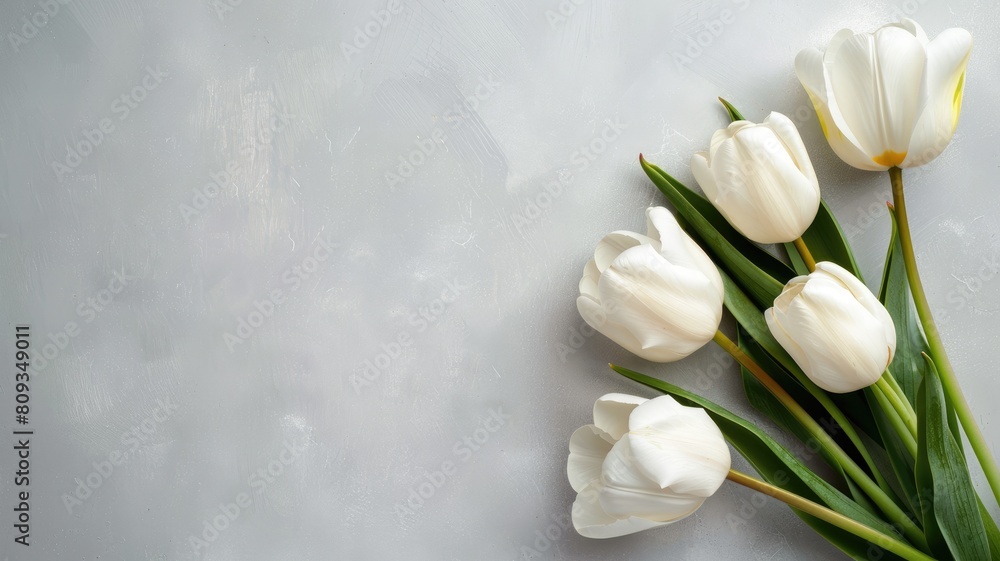 Poster white tulips on light gray textured background with space for text