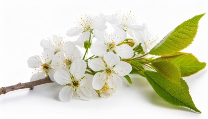 white cherry flower branch on white background