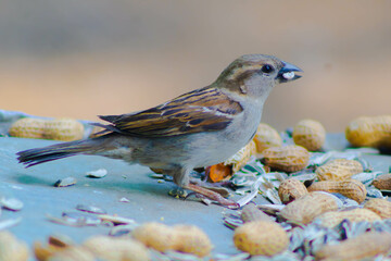 pajaro en comedero