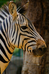 Zebra
