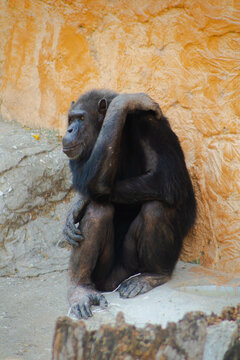 Chango Arte