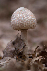 Drumstick, Macrolepiota procera, large edible mushroom. Alghero, Sardinia, Italy 