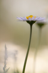 Ethereal Daisy in Soft Focus