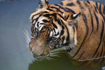 Sumatran Tiger Crossing River