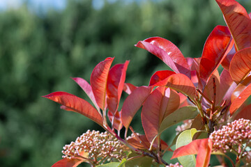 Vivid Red Leaves in Spring Sunlight