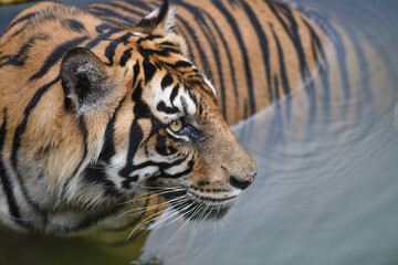 Sumatran Tiger as other big feline known with stripes and pattern