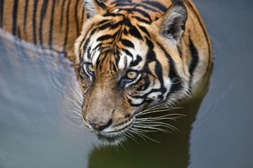 Fototapeta premium Sumatran Tiger Staring Eyes