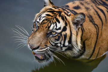 Disturbing Sumatran Tiger on habitat