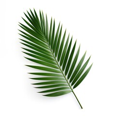 Palm Leaf On White Background, Generative AI