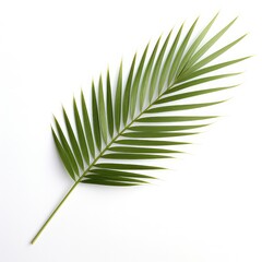 Palm Leaf On White Background, Generative AI
