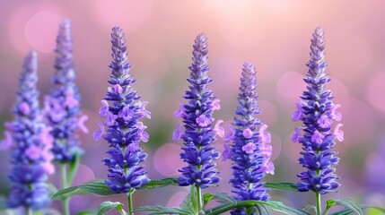 Obraz premium A Close-up View of Vibrant Purple Lupine Flowers Bloomimg Elegantly Against a Soft Pink Background Highlighting Natural Beauty