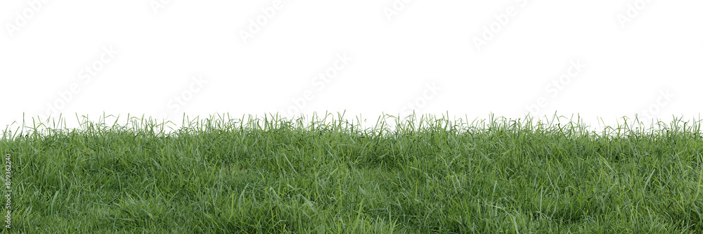 Wall mural green grass on transparent background 3d rendering