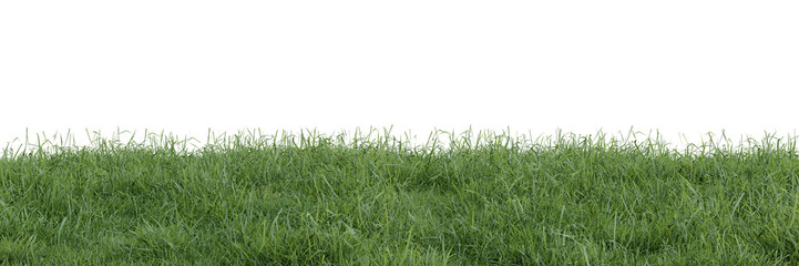 Green grass on transparent background 3d rendering