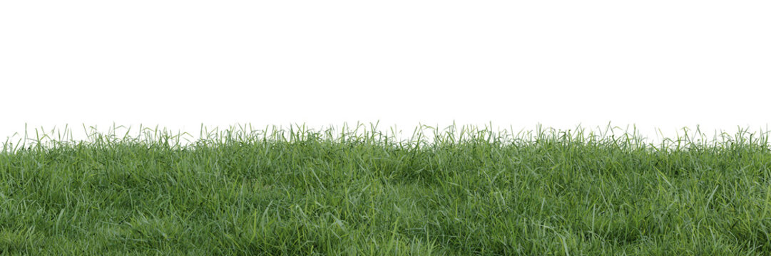Green grass on transparent background 3d rendering