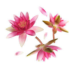 Beautiful lotus flowers and petals flying on white background