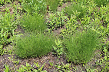 Green prairie dropseed clumps at Linne Woods in Morton Grove, Illinois