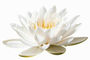 a white water lily with a yellow center