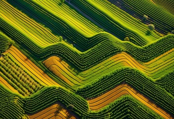 illustration, vibrant patterns agricultural fields vineyards from above, colors, farmland, crops, cultivation, rural, landscapes, geometric, shapes