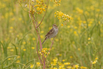 White Crowned Sparrow