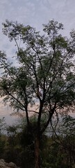 tree on the lake