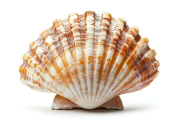 Obraz premium A closeup of a scallop shell, isolated on white