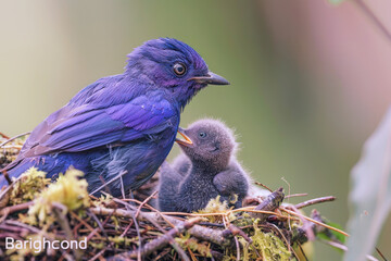Fototapeta premium A purple bird is caring for its young in its nest, cub feeding for growth