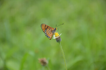 butterfly on a flower