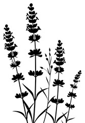 Fototapeta premium PNG Lavender silhouette art illustrated stencil
