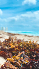 Cancún Sargassum