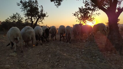 A herd of sheep grazes on the grass at sunset, rear view.