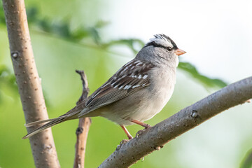 White Crowned Sparrow