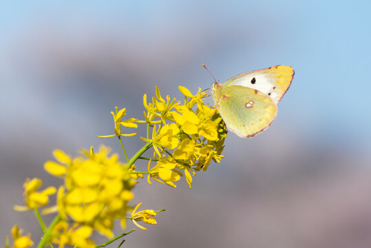 モンキチョウ 」の写真素材 | 1,020件の無料イラスト画像 | Adobe Stock
