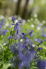 Bluebell wood in spring with green foliage, UK