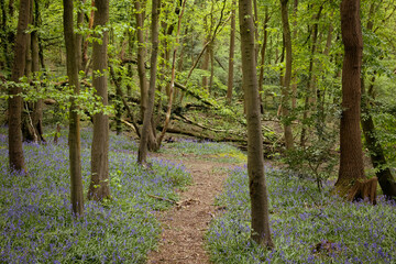 Bluebell wood in spring with green foliage, UK