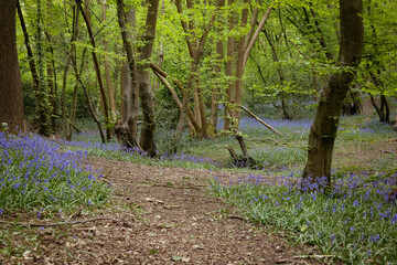 Bluebell wood in spring with green foliage, UK