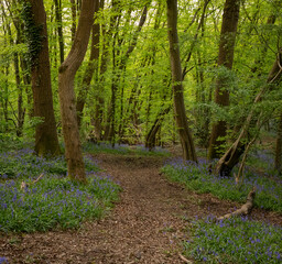 Bluebell wood in spring with green foliage, UK