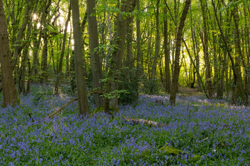 Bluebell wood in spring with green foliage, UK