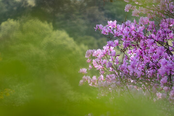 春の公園　鮮やかなピンク色のコバノミツバツツジ